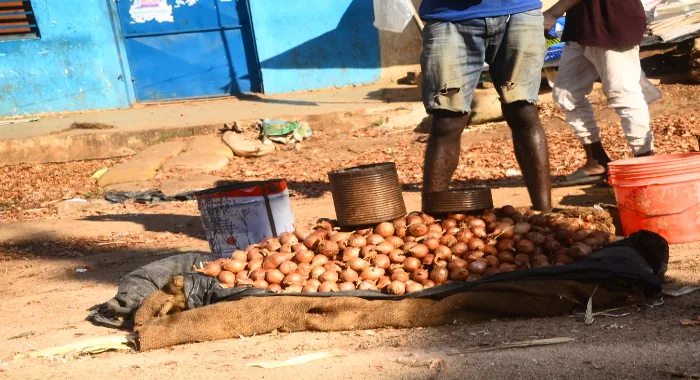 Cebola espalhada no chão sobre uma esteira, com latas de medida usadas para a venda a retalho.