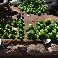 Pimento verde alinhado em bancada, num mercado de Nampula.